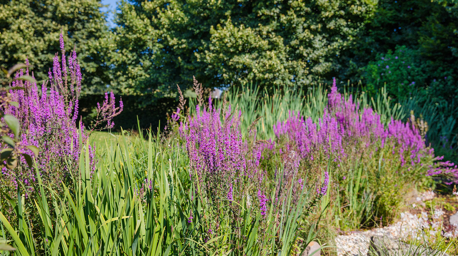 Bienenfreundlicher Garten mit den richtigen Pflanzen