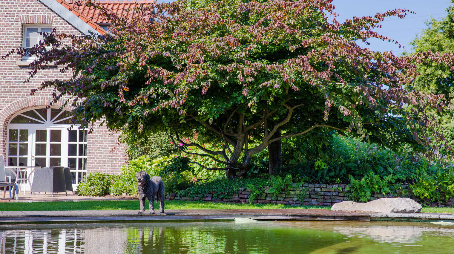Schwimmteich oder Swimminpool: Hund hinter einem Schwimmteich