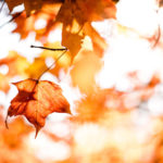 Gartenarbeiten im Herbst