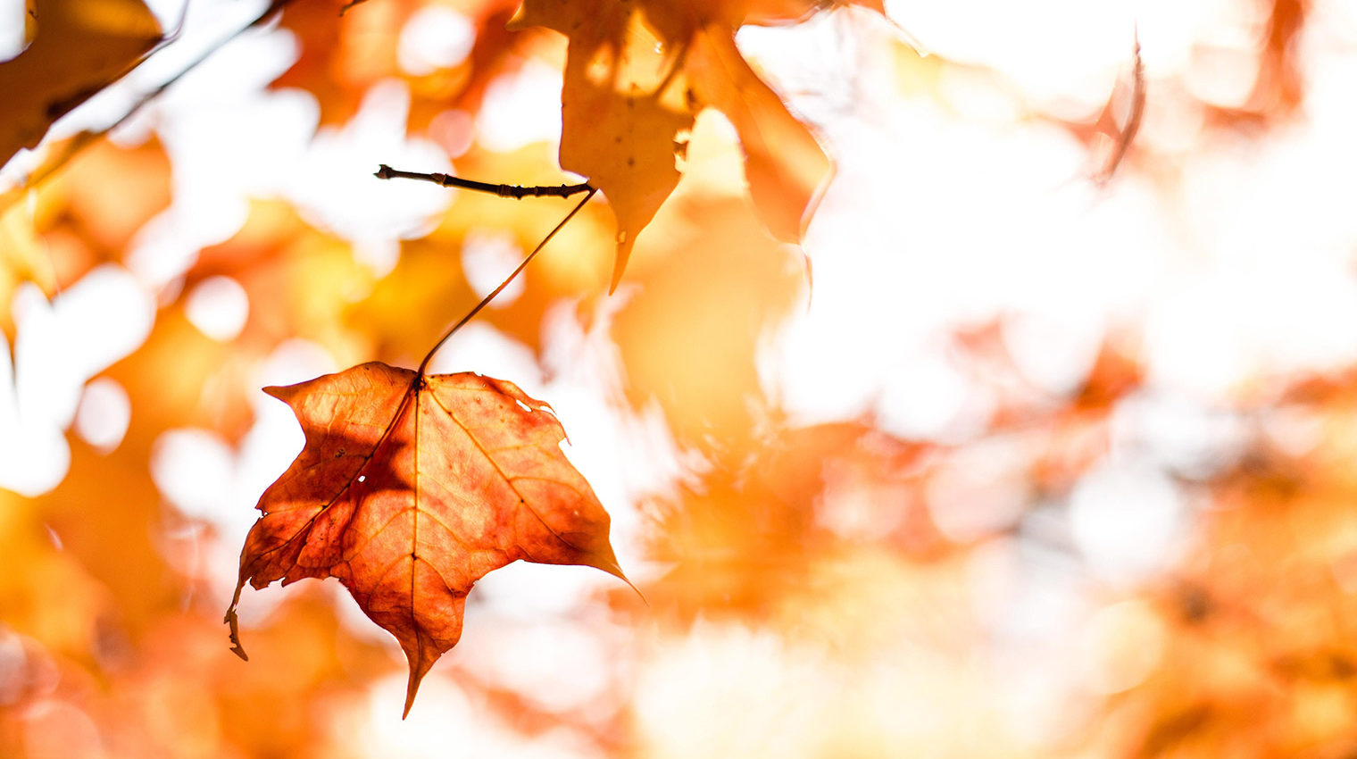 Gartenarbeit im Herbst