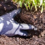 Rund um die Gemüse-Aussaat im Frühling