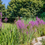 Biodiversität und der Garten- und Landschaftsbau