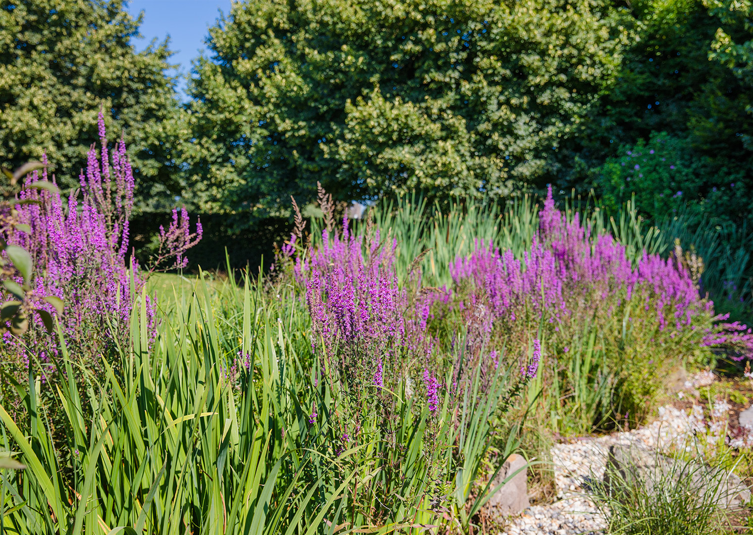 Biodiversität und die Rolle des Garten- und Landschaftsbaus