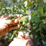 Ein nachhaltiger Garten – die wichtigsten Tipps und Konzepte