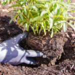 Der Garten im Frühling – die wichtigsten Arbeiten